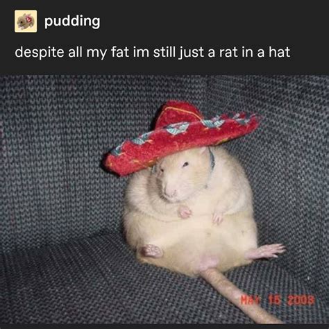 Rat Memes