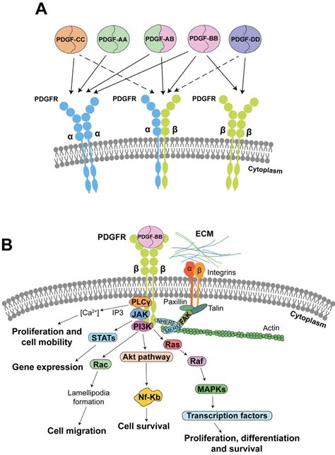 rat pdgf receptor signaling