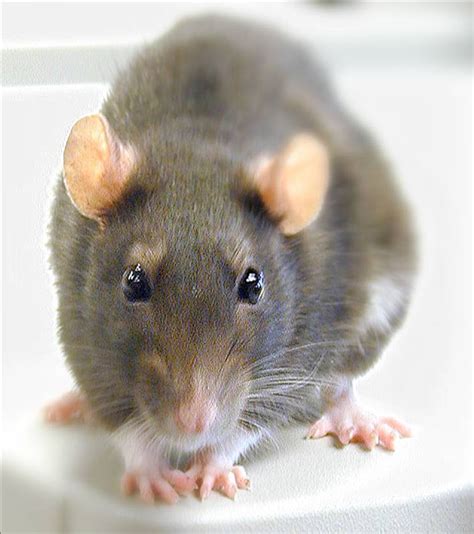 rat pics rat pictures