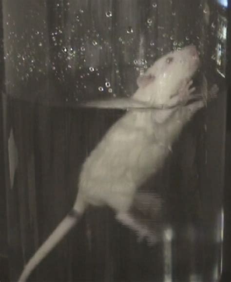 rat swimming experiment 60 hours