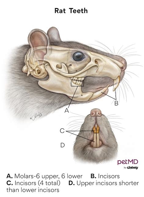 Rat Teeth Diagram