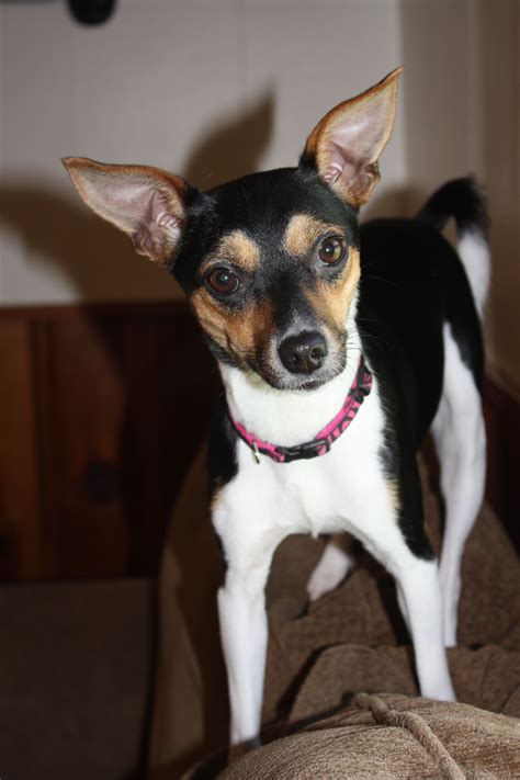 rat terrier and jack russell mix