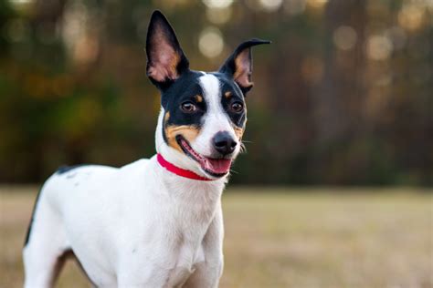 rat terrier breeders in utah