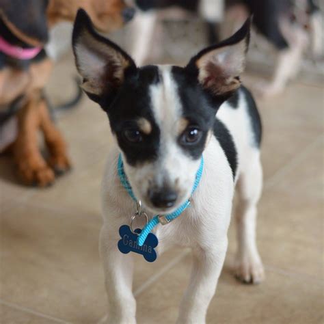 rat terrier chihuahua mix for sale near me