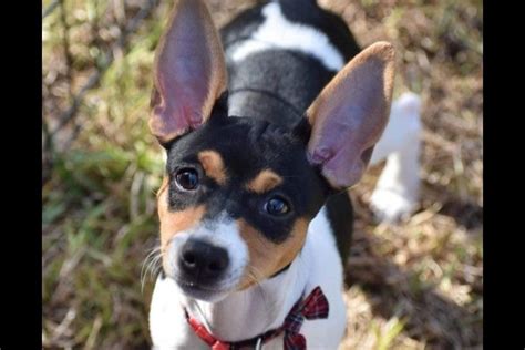 rat terrier dogs for sale in nc