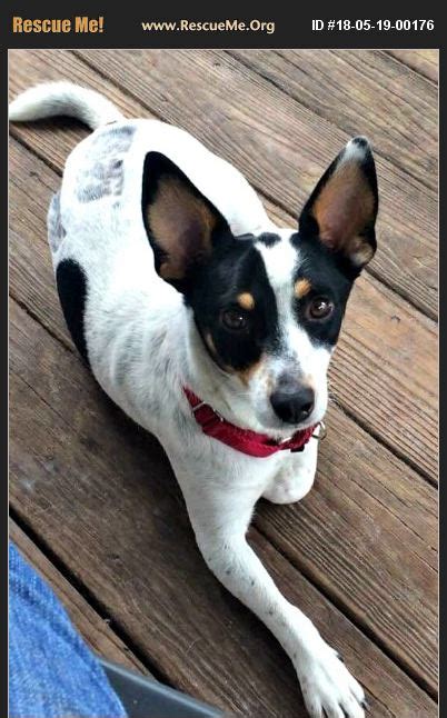 rat terrier for adoption fl