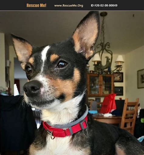 rat terrier help with adoption and rescue
