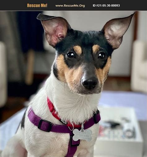 rat terrier rescue dogs near me available