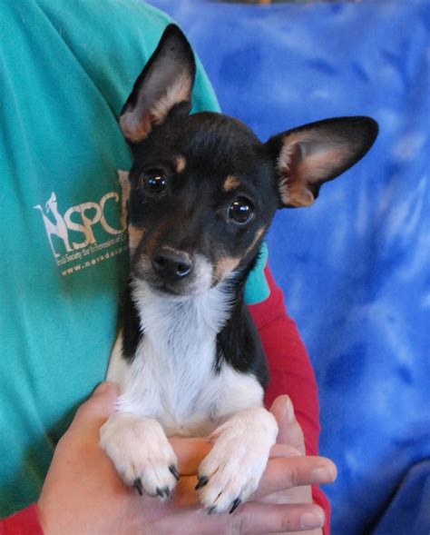 rat terriers for adoption