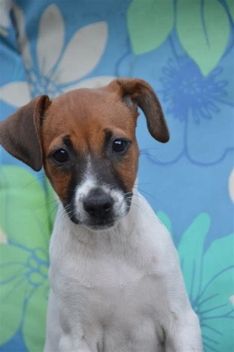 rat terriers for adoption in tennessee