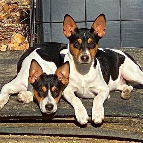 rat terriers for sale