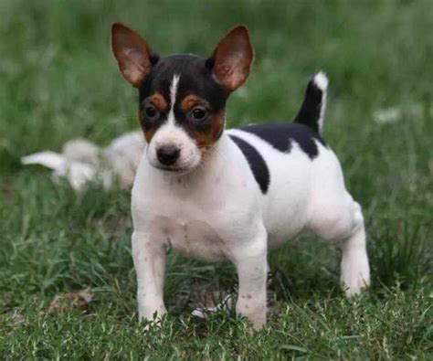 rat terriers for sale in wisconsin