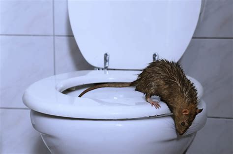 rats coming up through toilet