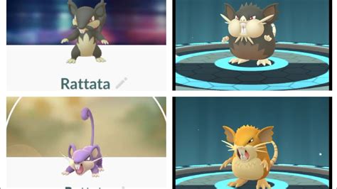 rattata evolution dark