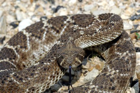 rattlesnake