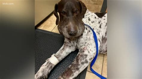 Rattlesnake Bite On Dog