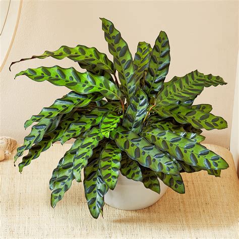 rattlesnake calathea cats