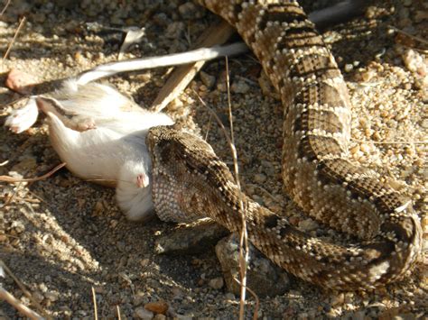 Rattlesnake Diet
