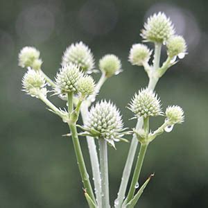 rattlesnake master illinois