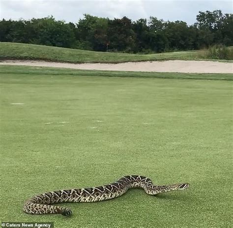 rattlesnake on golf course