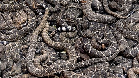 rattlesnake roundup in georgia