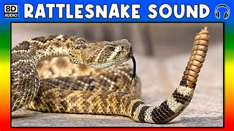 rattlesnake sound mp3