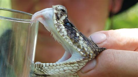 rattlesnake venom toxicity