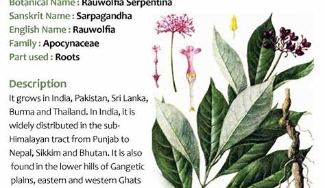 Benefits of Rauwolsia Serpentina YouTube