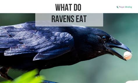 A Raven's Diet