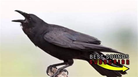 raven versus crow sounds