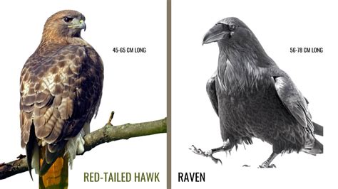 Discover 8 Insights raven vs hawk who rules the avian sky