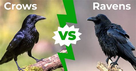 ravens and crows difference