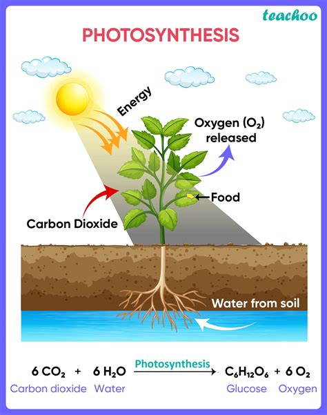 Raw Materials Of Photosynthesis