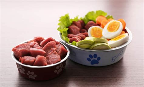 raw dog food diet for senior dogs
