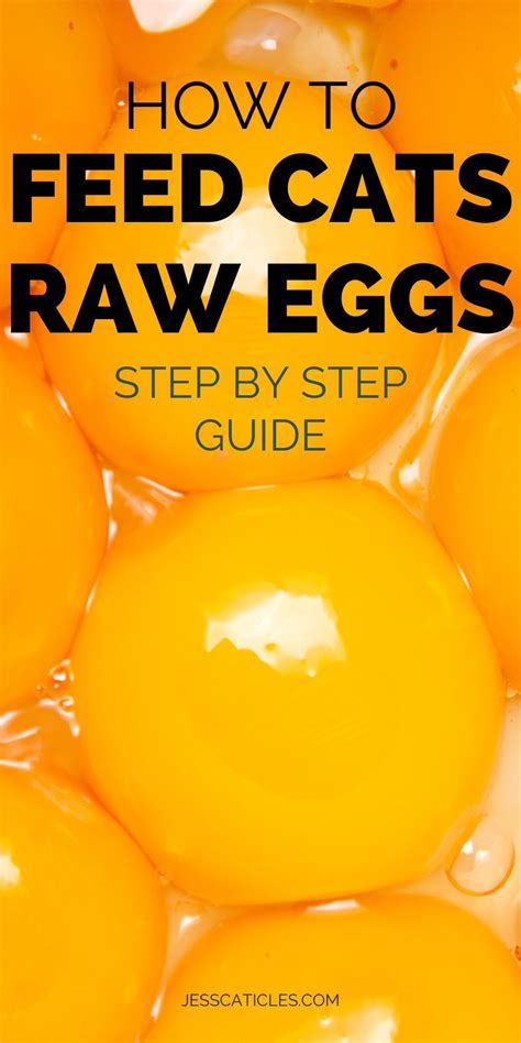 Raw Egg For Cats Coat