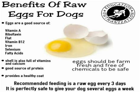 Raw Eggs To Dogs