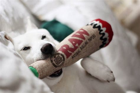 Raw Joint Dog Toy
