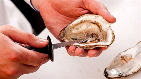 raw oysters bacteria vibrio