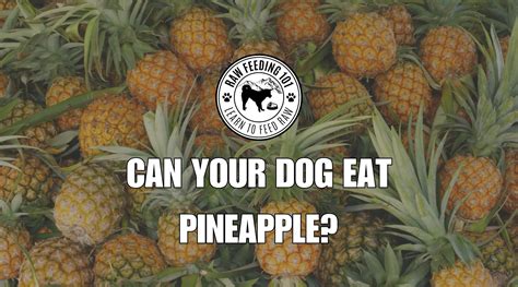 Raw Pineapple For Dogs