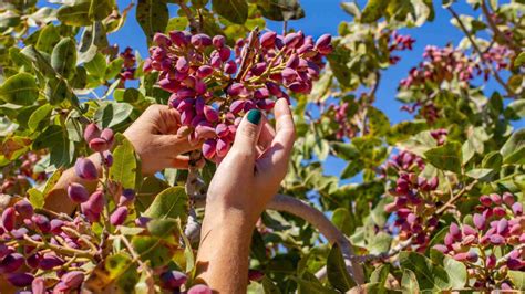 Raw Pistachios On Tree