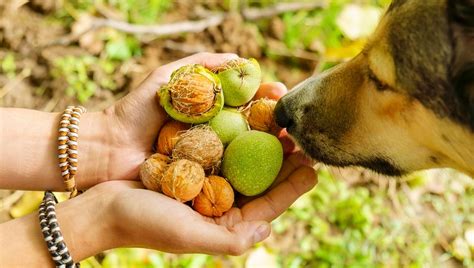 Raw Walnuts And Dogs