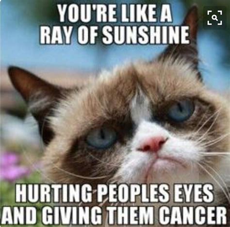 Ray of Sunshine Fox Funny Saying
