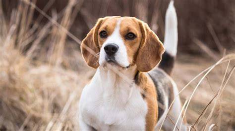 Preciosos Cachorros Beagle Enano Tricolor 250.000 en Mercado Libre