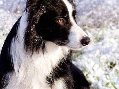 Estas son las razas de perros blancos y negros