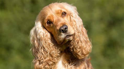 Cocker Raza de perro Mascotas Hogarmania