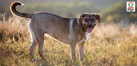 Conoce las ventajas de tener un perro criollo Revista Única por Cinco