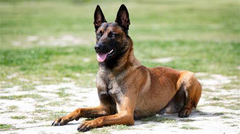 Cachorros Pastor Belga Malinois 1,999.00 en Mercado Libre