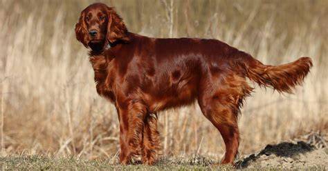 LA RAZAS DE LOS PERROS SETTER IRLANDÉS