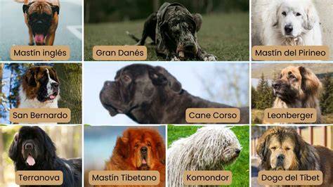 el perro más alto del mundo El Comercio