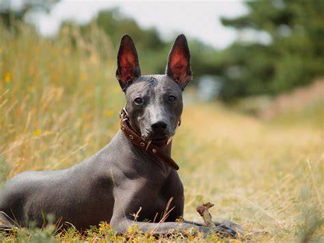 Descubre los tipos de perros mexicanos que representan con orgullo a